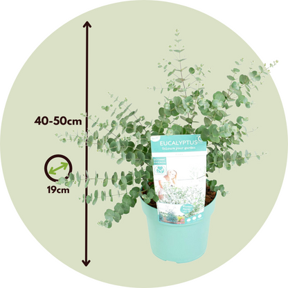 Gommier - Eucalyptus pulverulenta 'Baby Blue' - Hauteur 40-50cm - ⌀19cm