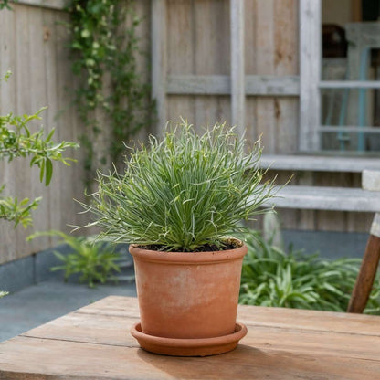Fascicularie - Set de 2 - Fascicularia - Hauteur 20-30cm - ⌀13cm