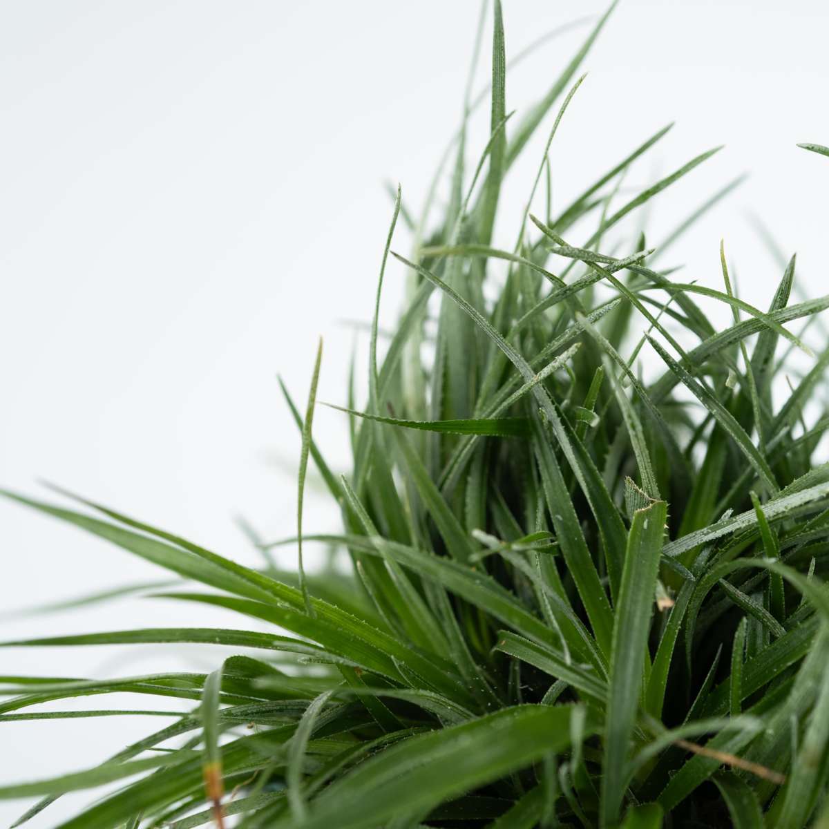 Fascicularie - Set de 2 - Fascicularia - Hauteur 20-30cm - ⌀13cm