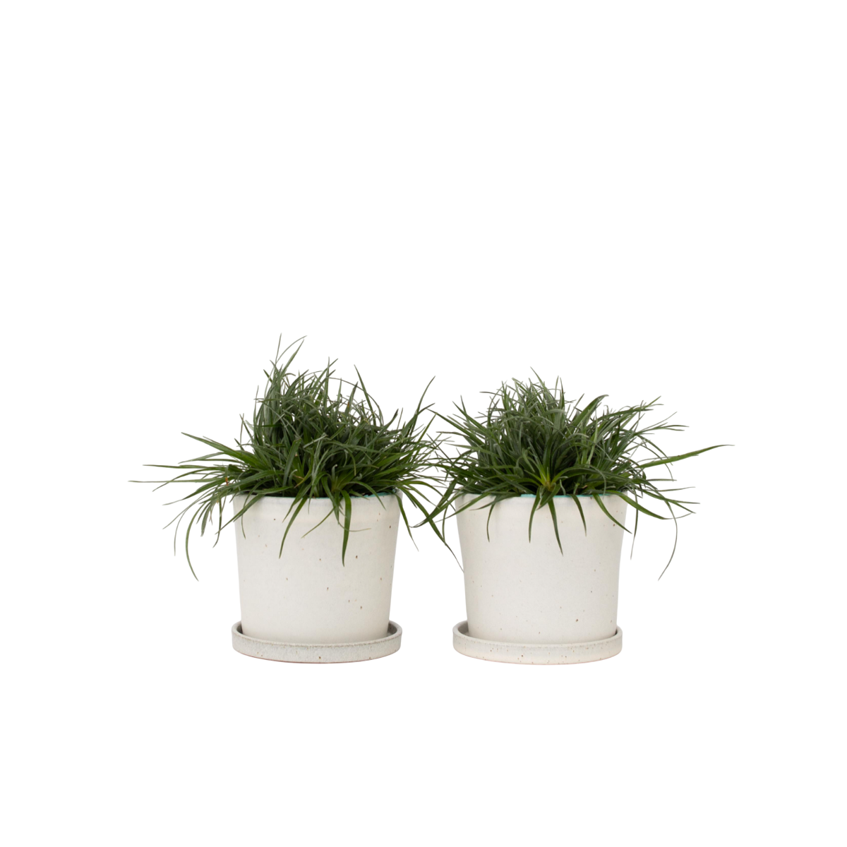 Fascicularie - Set de 2 - Fascicularia - Hauteur 20-30cm - ⌀13cm