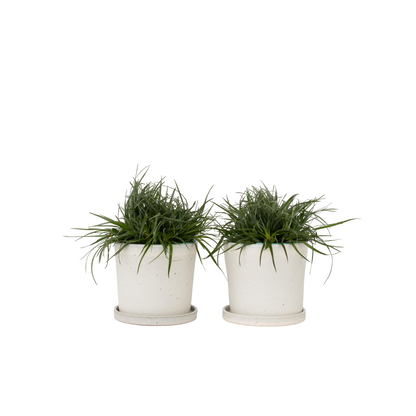 Fascicularie - Set de 2 - Fascicularia - Hauteur 20-30cm - ⌀13cm