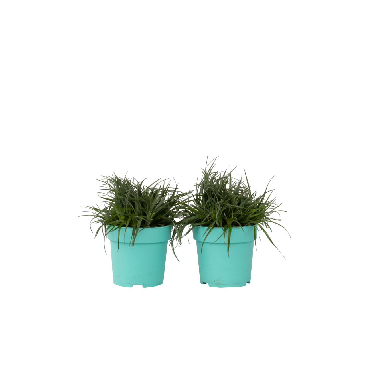 Fascicularie - Set de 2 - Fascicularia - Hauteur 20-30cm - ⌀13cm