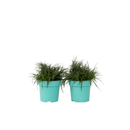 Fascicularie - Set de 2 - Fascicularia - Hauteur 20-30cm - ⌀13cm