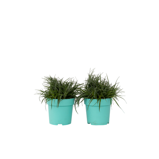 Bromeliad - 2 pcs. - Fascicularia - Height 20-30cm - ⌀13cm