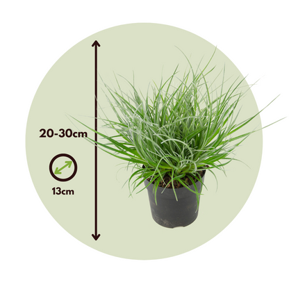 Fascicularie - Set de 2 - Fascicularia - Hauteur 20-30cm - ⌀13cm