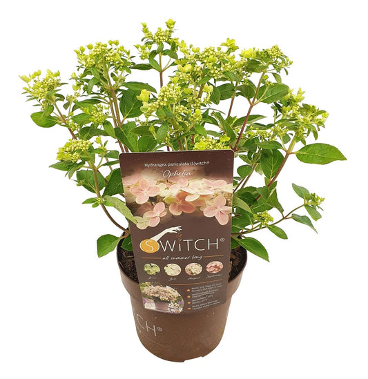 Hortensia - Hydrangea paniculata '(S)witch Ophelia' - Hauteur 30-40cm - ⌀19cm
