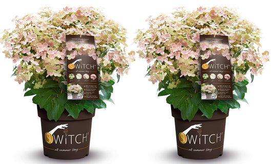 Hortensia - Set de 2 - Hydrangea paniculata 'Switch Ophelia' - H30-40cm - ⌀19cm