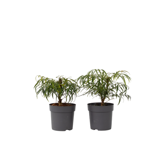 Chinese Mahonia - 2 pcs. - Mahonia eurybracteata - Height 30-40cm - ⌀13cm