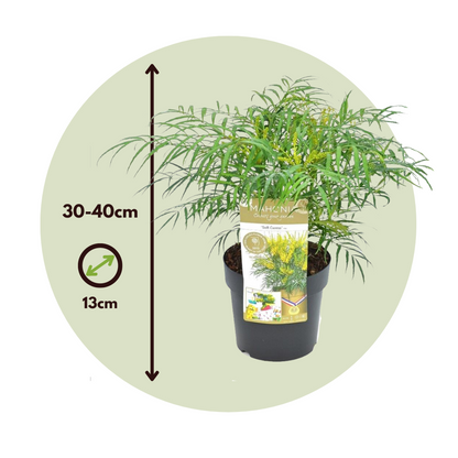 Mahonia - Set de 2 - Mahonia eurybracteata - Hauteur 30-40cm - ⌀13cm