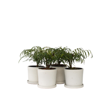 Mahonia à grandes bractées - Set de 4 - Mahonia eurybracteata - H30-40cm - ⌀13cm