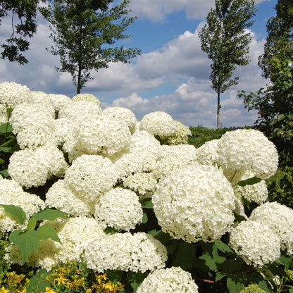 Hortensia - Set de 3 - Hydrangea 'Strong Annabelle' - Hauteur 30-40cm - ⌀19cm