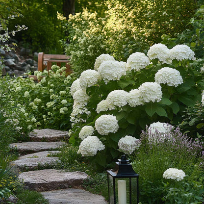 Hortensia - Set de 3 - Hydrangea 'Strong Annabelle' - Hauteur 30-40cm - ⌀19cm