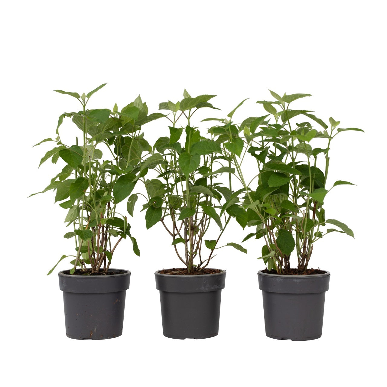 Hortensia - Set de 3 - Hydrangea 'Strong Annabelle' - Hauteur 30-40cm - ⌀19cm