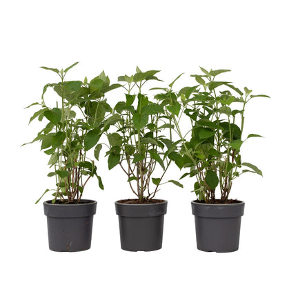 Hortensia - Set de 3 - Hydrangea 'Strong Annabelle' - Hauteur 30-40cm - ⌀19cm