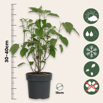 Hortensia - Set de 3 - Hydrangea 'Strong Annabelle' - Hauteur 30-40cm - ⌀19cm