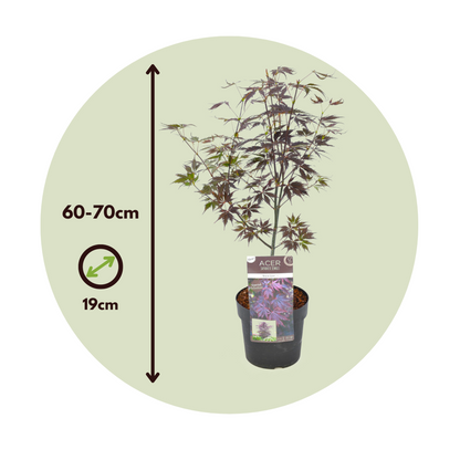 Japanese maple - Acer palmatum 'Black Lace' - Height 60-70cm - ⌀19cm