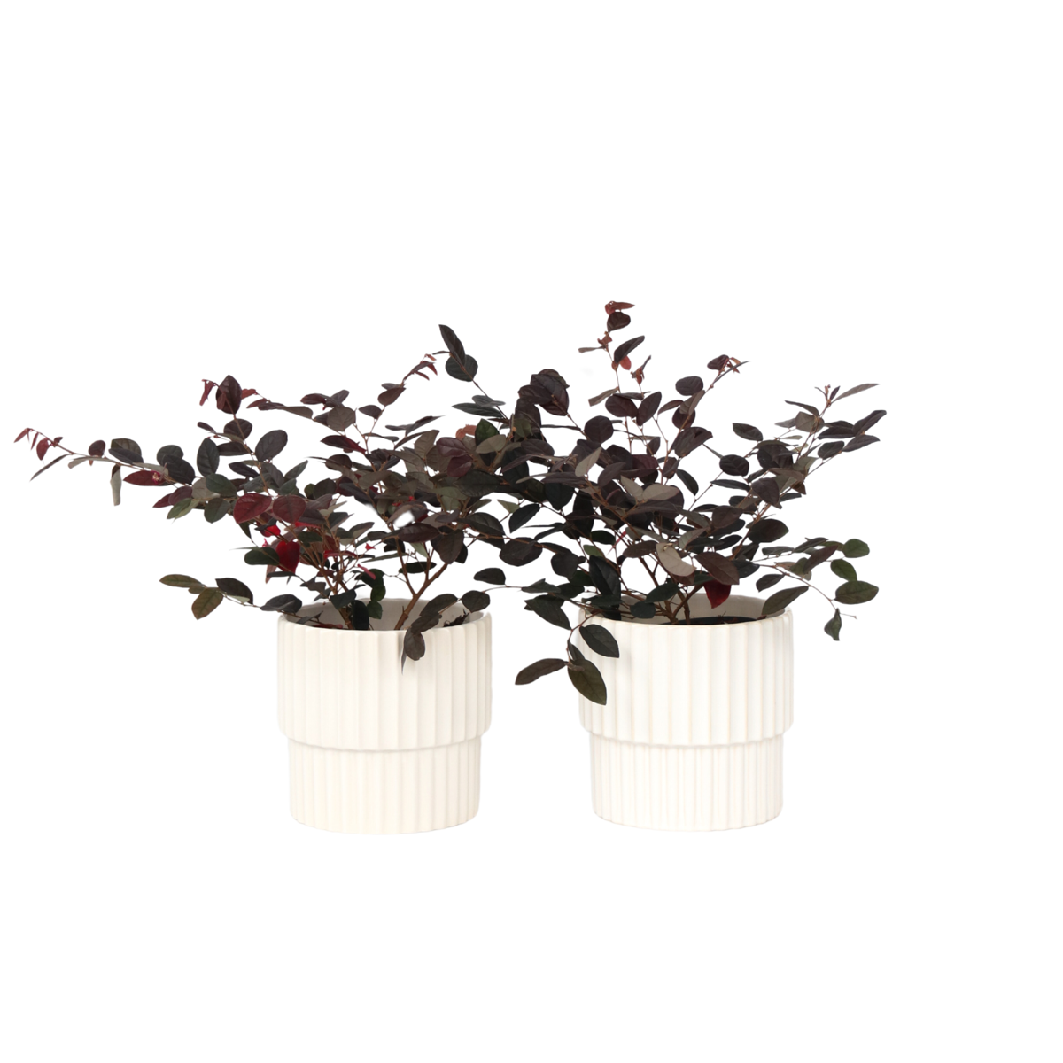 Chinese Fringe flower - 2 pcs. - Loropetalum 'Fire Dance' - H30-40cm - ⌀15cm