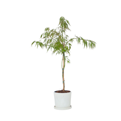 Japanese maple - Acer palmatum 'Inaba-shidare' - Height 30-40cm - ⌀13cm