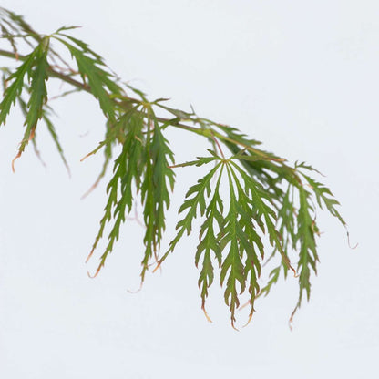 Érable du Japon - Set de 2 - Acer palmatum 'Inaba-shidare' - H30-40cm - ⌀13cm - TD Plantz