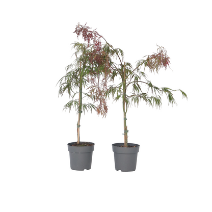 Érable du Japon - Set de 2 - Acer palmatum 'Inaba-shidare' - H30-40cm - ⌀13cm - TD Plantz