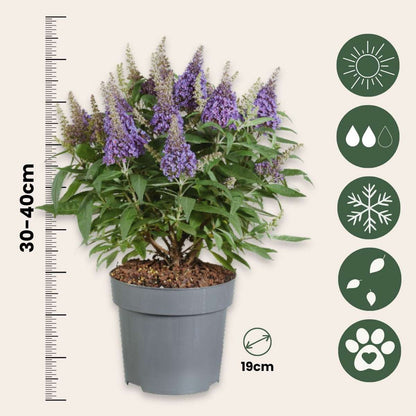 Arbre à papillons - Buddleja davidii 'Candy' - Hauteur 30-40cm - ⌀19cm