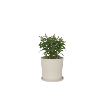 Summer lilac - Buddleja davidii 'Candy' - Height 30-40cm - ⌀19cm