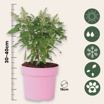 Arbre à papillons - Buddleja davidii 'Candy' - Hauteur 30-40cm - ⌀19cm