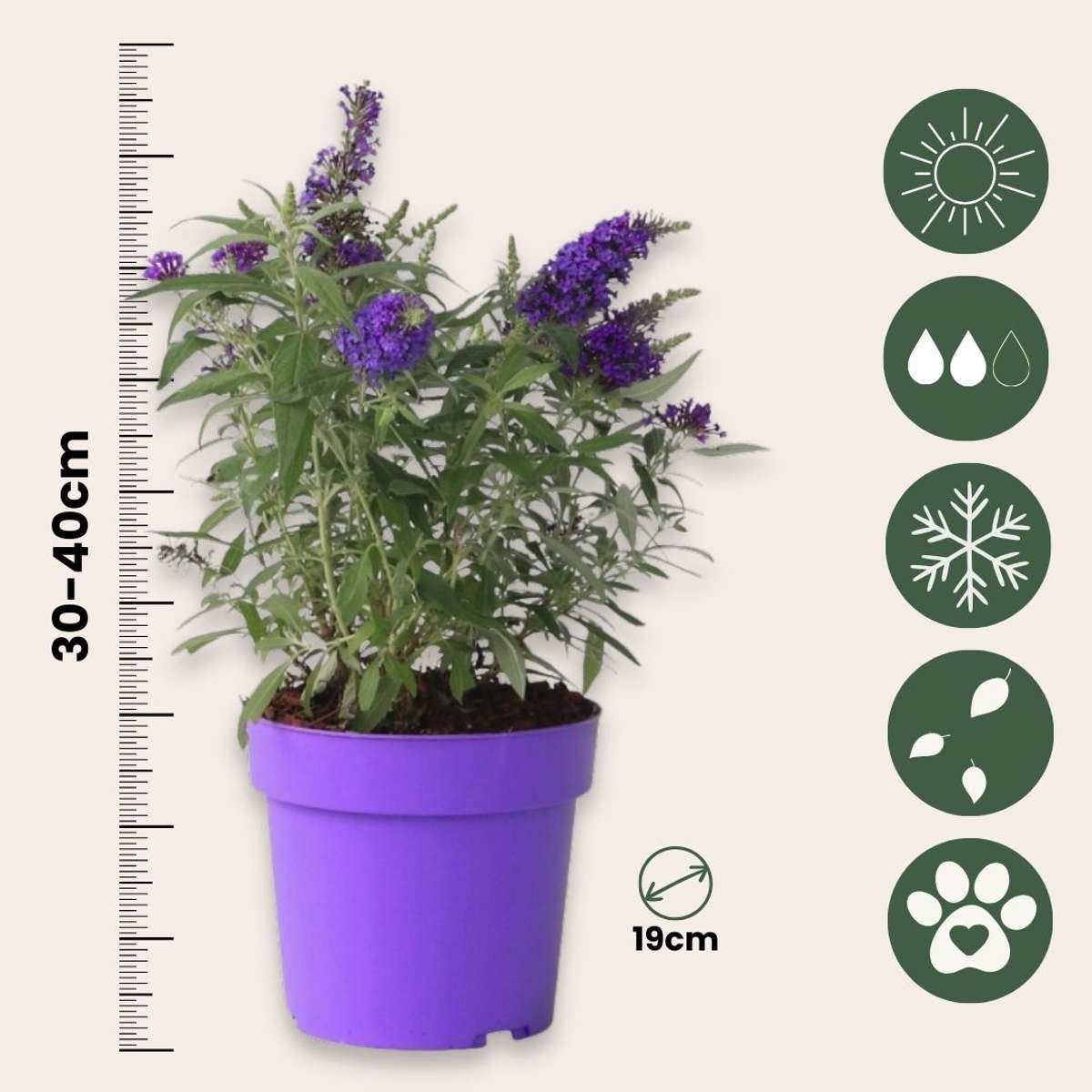 Arbre à papillons - Buddleja davidii 'Candy' - Hauteur 30-40cm - ⌀19cm