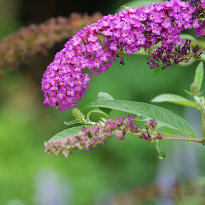 Arbre à papillons - Buddleja davidii 'Candy' - Hauteur 30-40cm - ⌀19cm