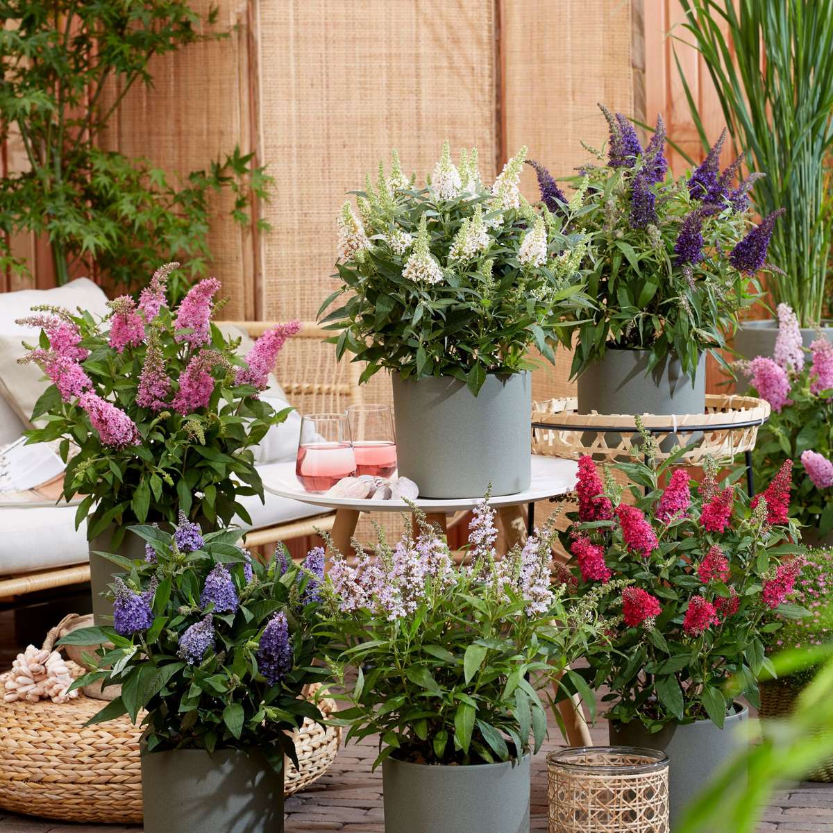 Arbre à papillons - Set de 2 - Buddleja davidii 'Candy' - H30-40cm - ⌀19cm - TD Plantz