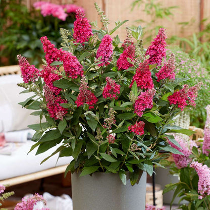 Arbre à papillons - Set de 2 - Buddleja davidii 'Candy' - H30-40cm - ⌀19cm - TD Plantz