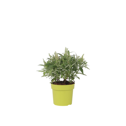 Arbre à papillons - Buddleja davidii 'Candy' - Hauteur 30-40cm - ⌀19cm - TD Plantz