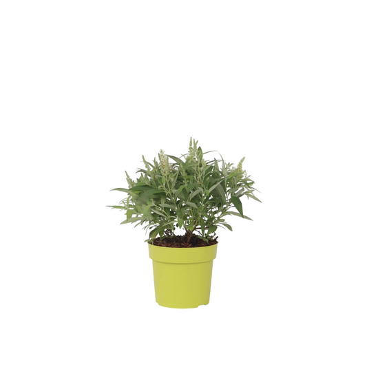 Arbre à papillons - Buddleja davidii 'Candy' - Hauteur 30-40cm - ⌀19cm - TD Plantz