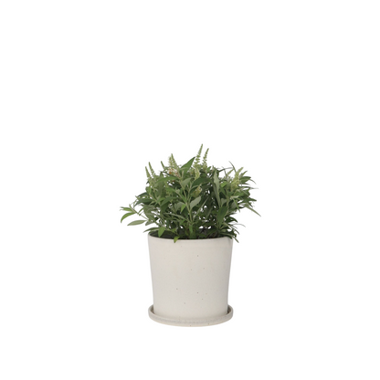 Arbre à papillons - Buddleja davidii 'Candy' - Hauteur 30-40cm - ⌀19cm - TD Plantz