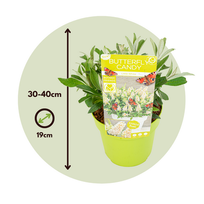 Arbre à papillons - Buddleja davidii 'Candy' - Hauteur 30-40cm - ⌀19cm - TD Plantz