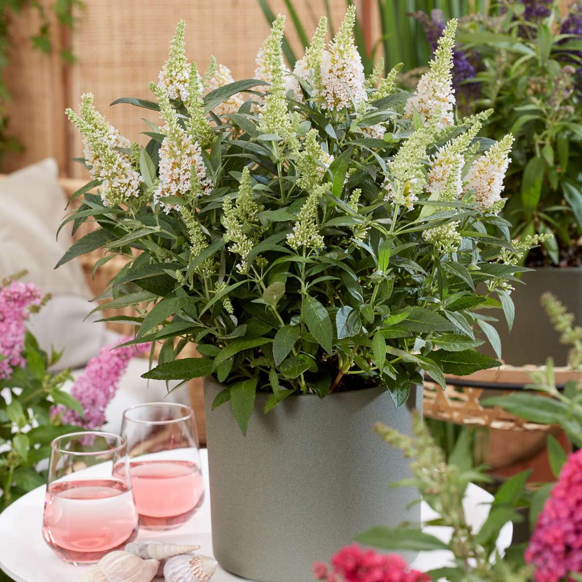 Arbre à papillons - Set de 2 - Buddleja davidii 'Candy' - H30-40cm - ⌀19cm