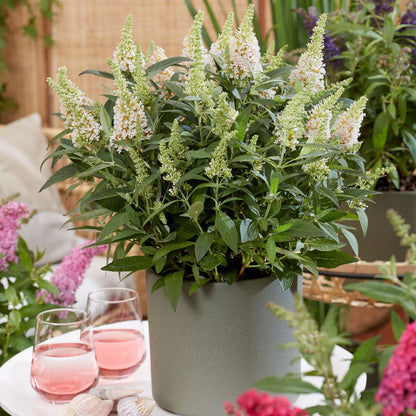 Arbre à papillons - Set de 2 - Buddleja davidii 'Candy' - H30-40cm - ⌀19cm