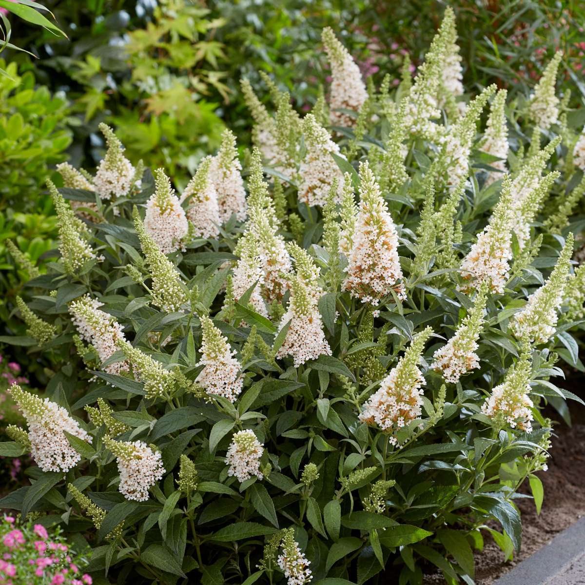 Arbre à papillons - Set de 2 - Buddleja davidii 'Candy' - H30-40cm - ⌀19cm