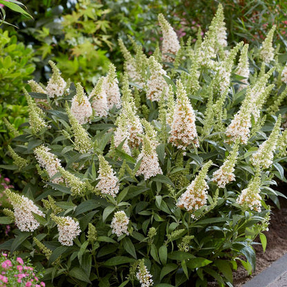 Arbre à papillons - Set de 2 - Buddleja davidii 'Candy' - H30-40cm - ⌀19cm