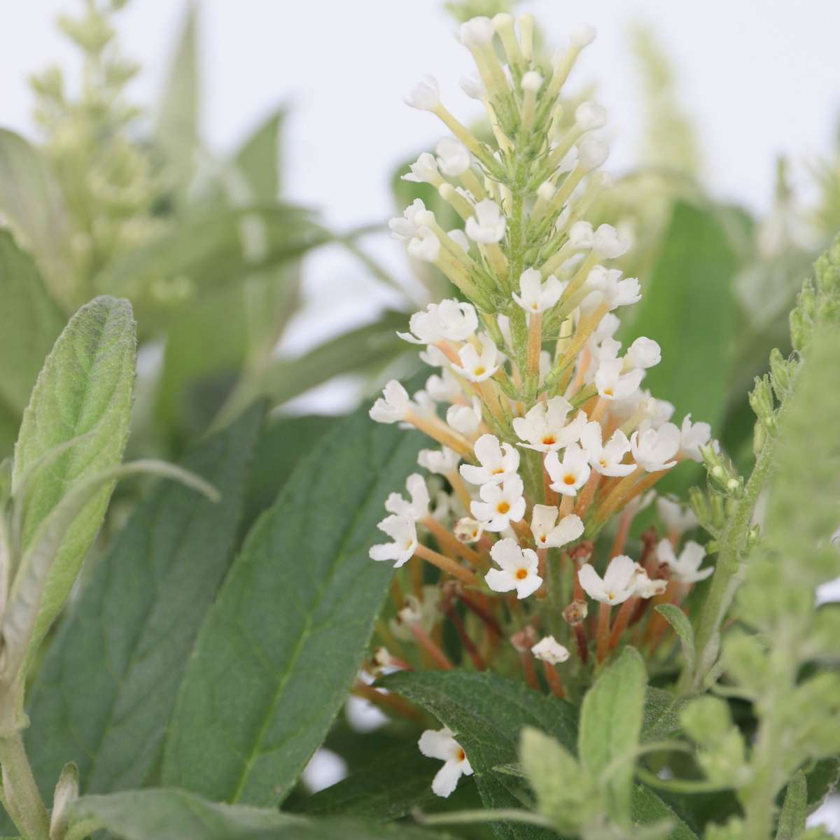 Arbre à papillons - Set de 2 - Buddleja davidii 'Candy' - H30-40cm - ⌀19cm