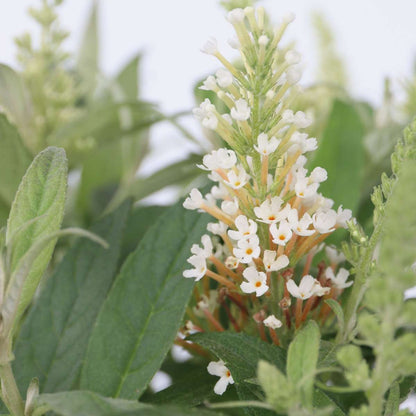 Arbre à papillons - Set de 2 - Buddleja davidii 'Candy' - H30-40cm - ⌀19cm