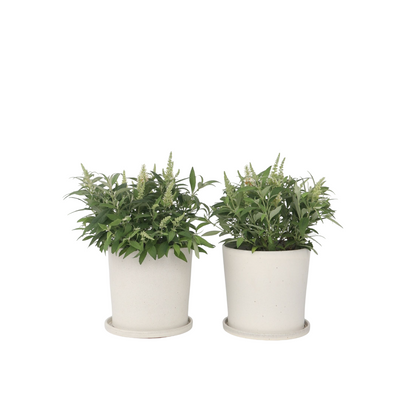 Arbre à papillons - Set de 2 - Buddleja davidii 'Candy' - H30-40cm - ⌀19cm