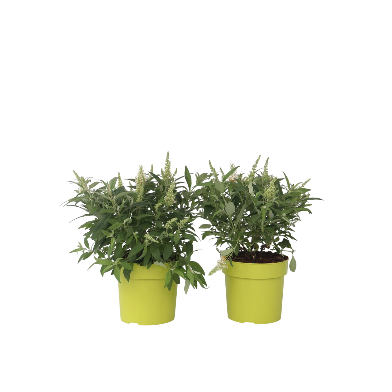 Arbre à papillons - Set de 2 - Buddleja davidii 'Candy' - H30-40cm - ⌀19cm