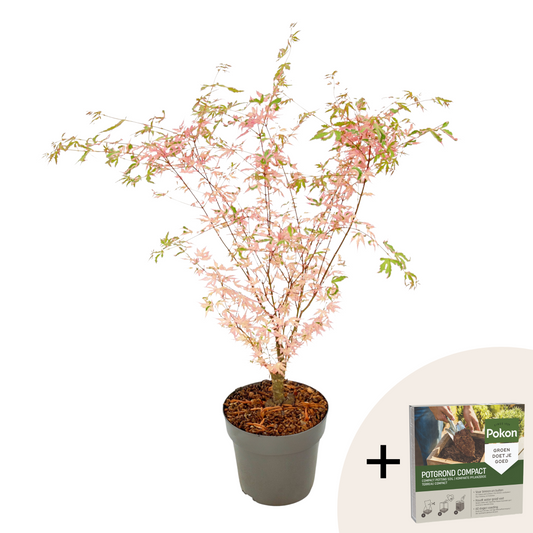 Japanese maple - Acer palmatum 'Taylor' - Height 50-60cm - ⌀19cm