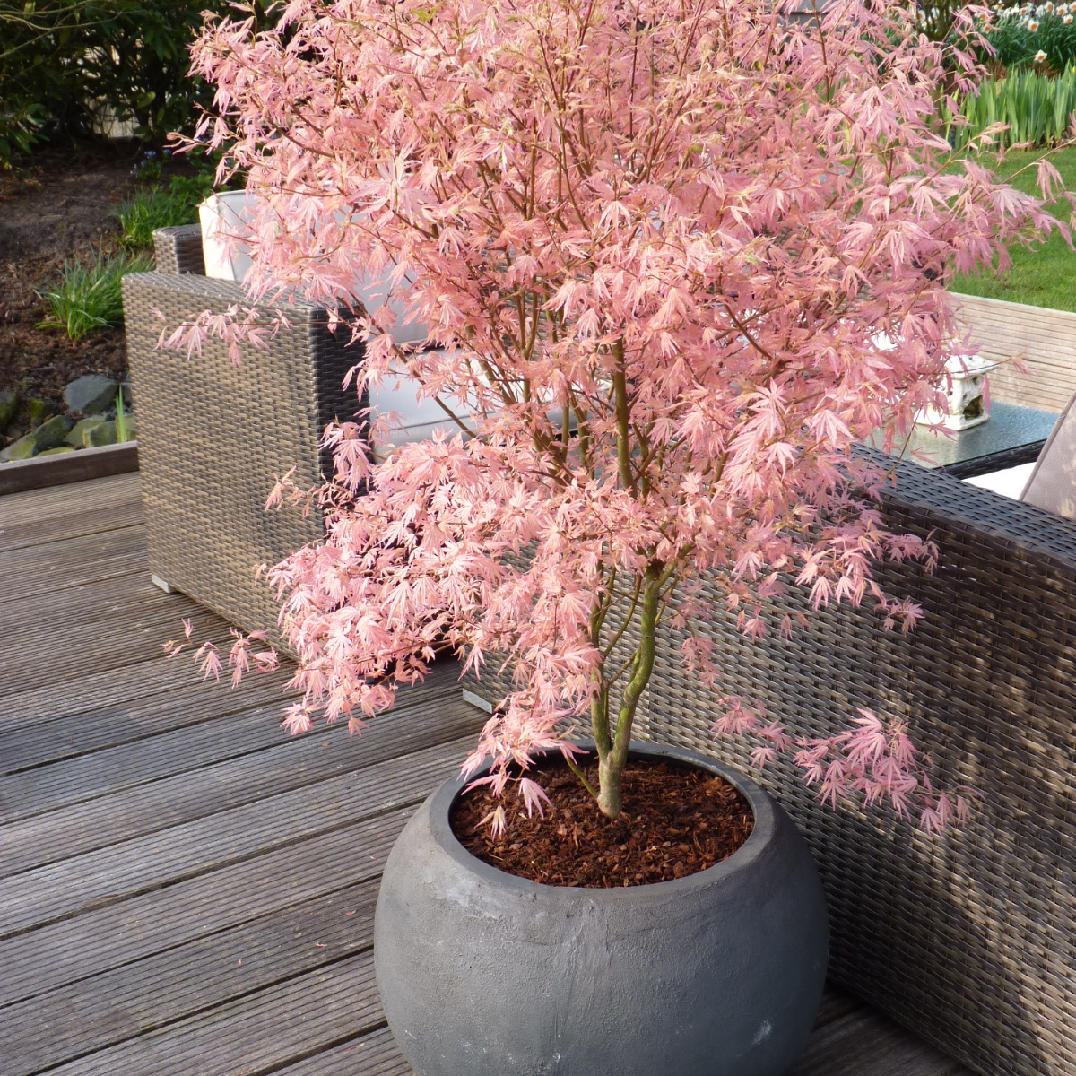 Japanese maple - Acer palmatum 'Taylor' - Height 50-60cm - ⌀19cm