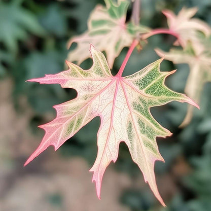 Japanese maple - Acer palmatum 'Taylor' - Height 50-60cm - ⌀19cm
