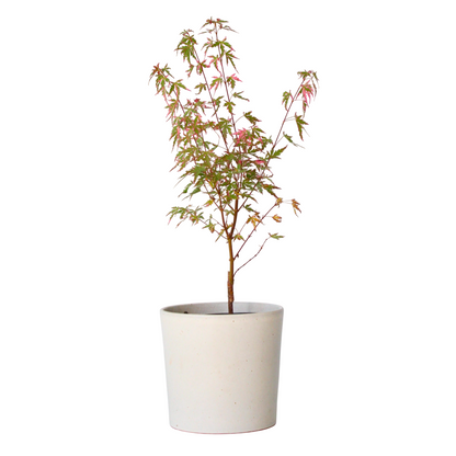 Japanese maple - Acer palmatum 'Taylor' - Height 50-60cm - ⌀19cm - TD Plantz