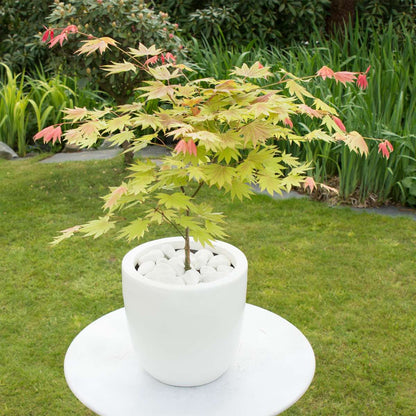 Japanese maple - 2 pcs. - Acer palmatum 'Moonrise' - Height 40-50cm - ⌀19cm
