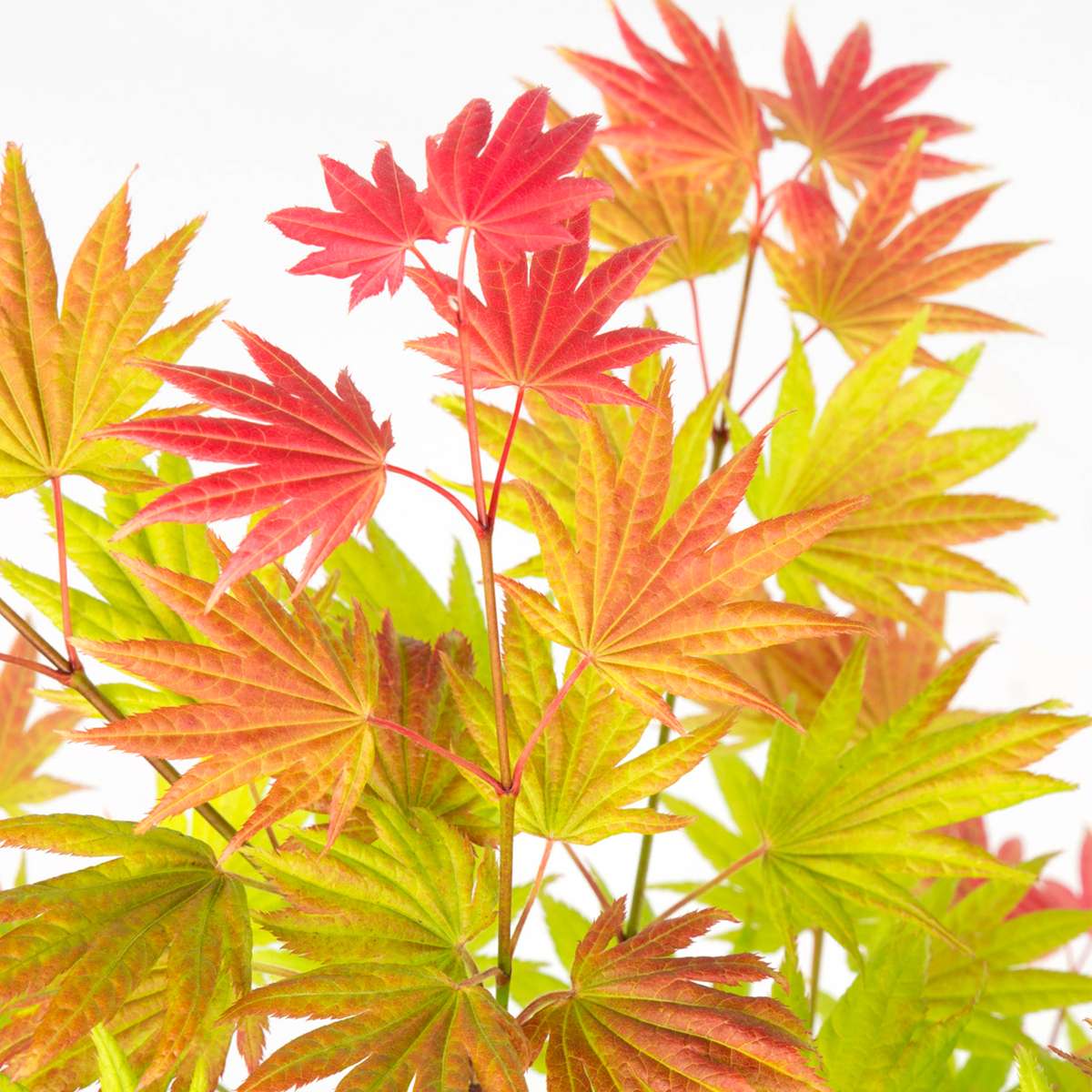 Japanese maple - 2 pcs. - Acer palmatum 'Moonrise' - Height 40-50cm - ⌀19cm