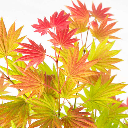 Japanese maple - 2 pcs. - Acer palmatum 'Moonrise' - Height 40-50cm - ⌀19cm